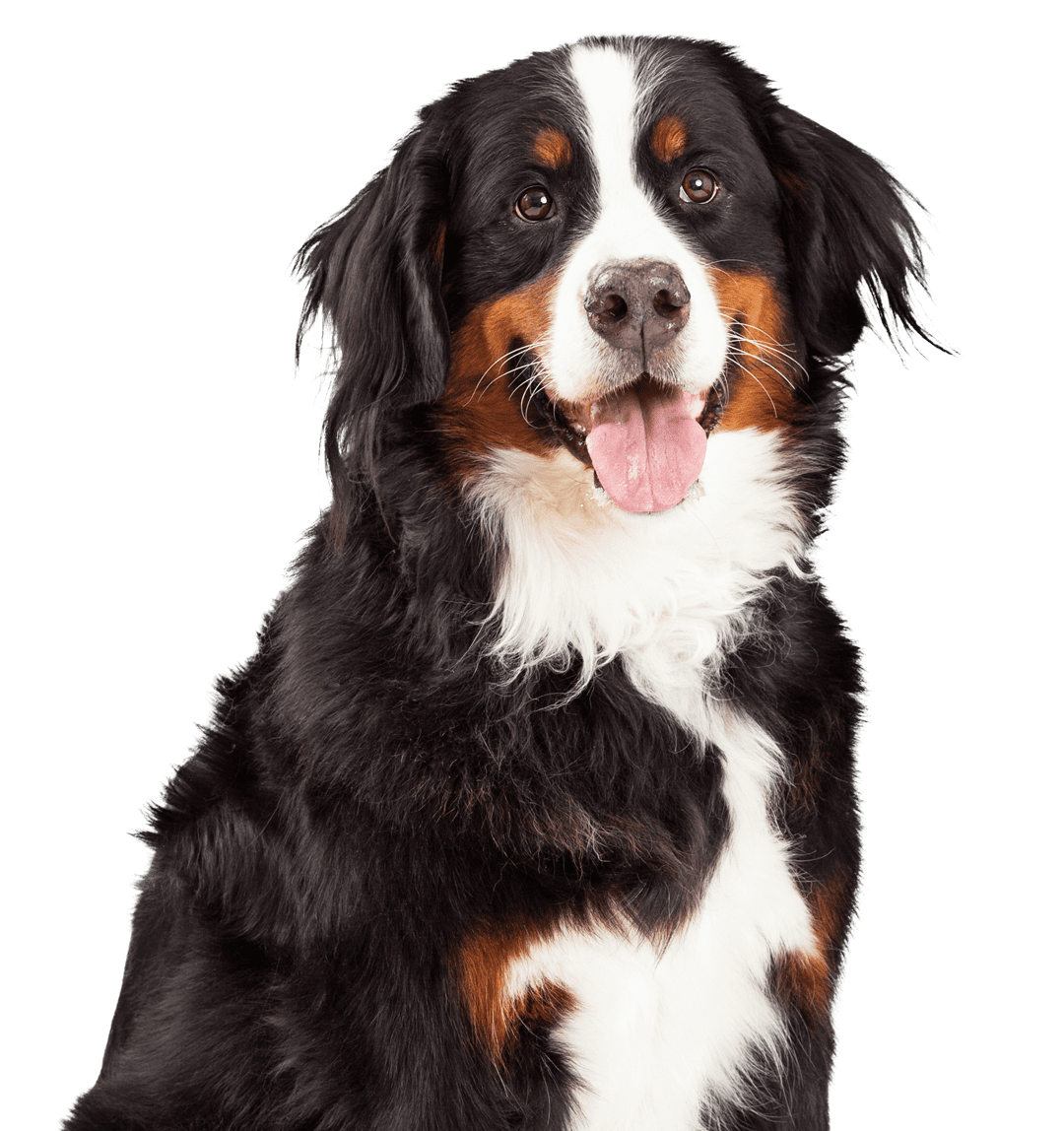 Bernese Mountain Dog sitting
