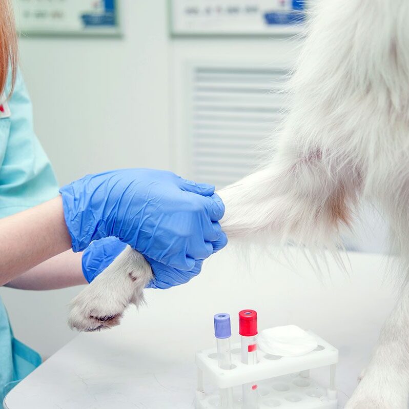 veterinarian placing needle into dog's leg to draw blood