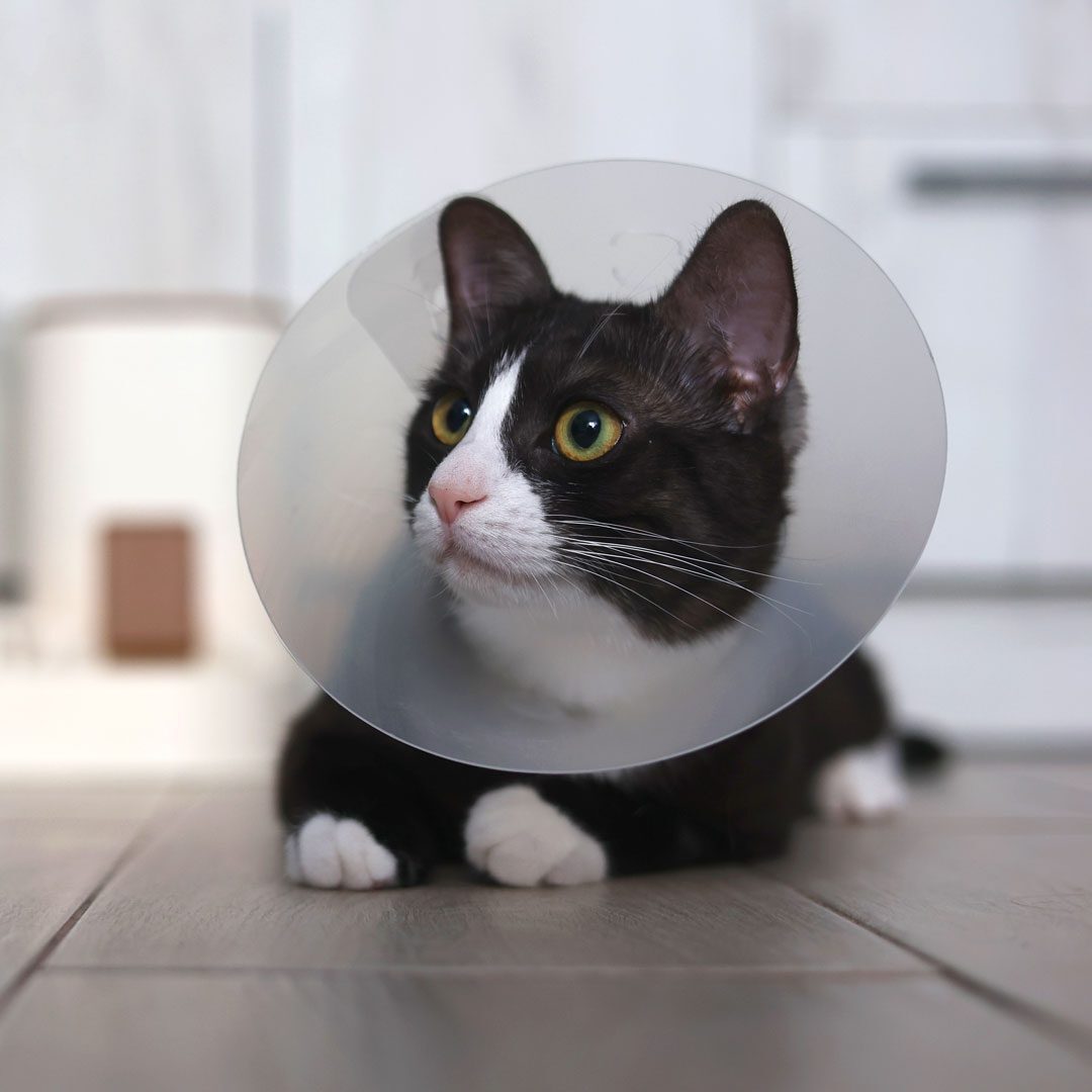 Tuxedo cat wearing a cone after surgery laying on the floor