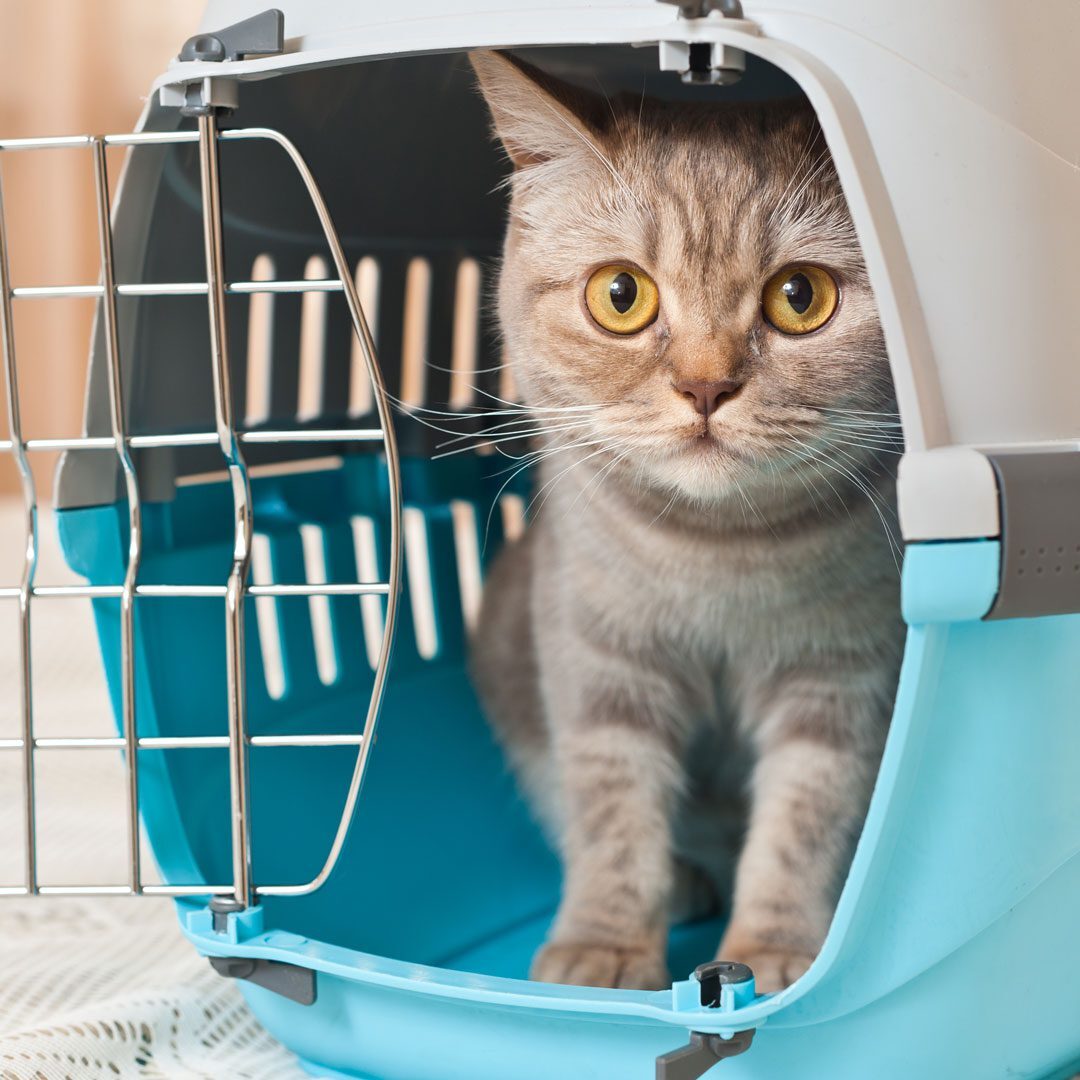 Cat inside pet carrier