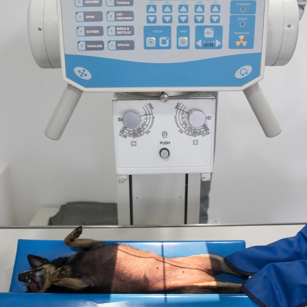 veterinary technician wearing lead gloves and holding black chihuahua's legs during x-ray