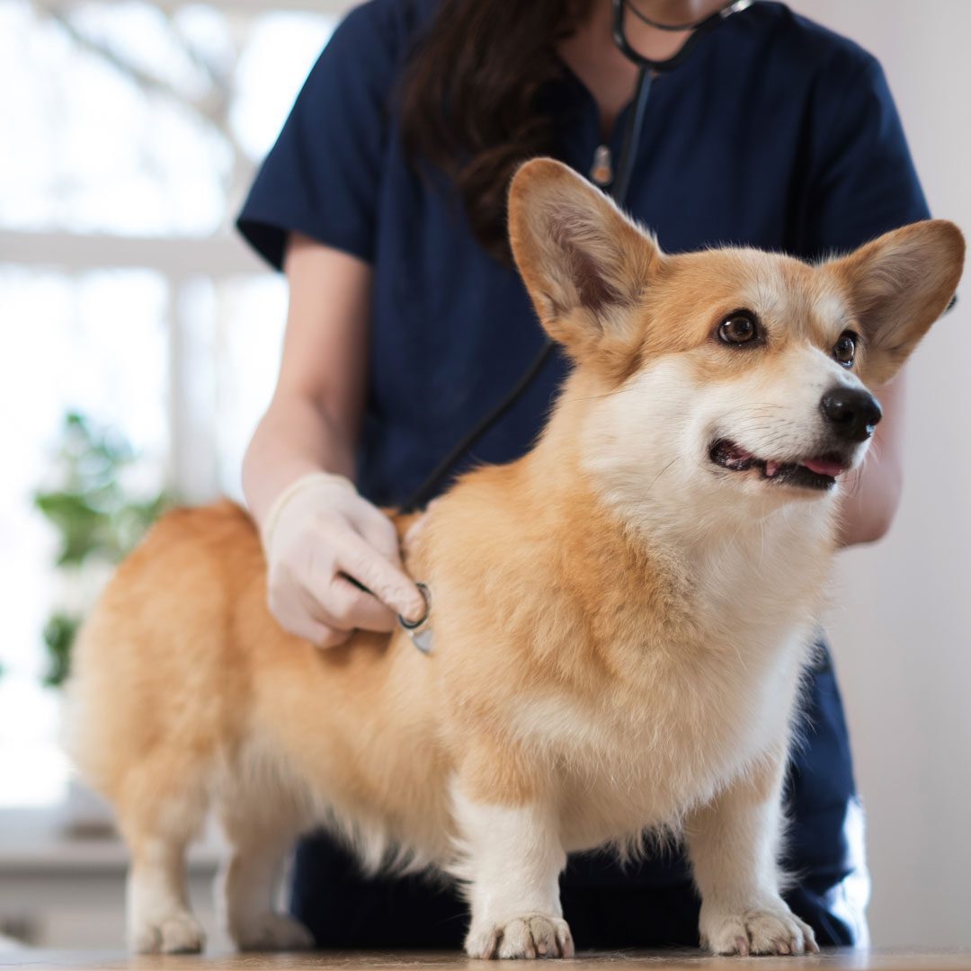 Veterinary surgeon and corgi dog at vet clinic