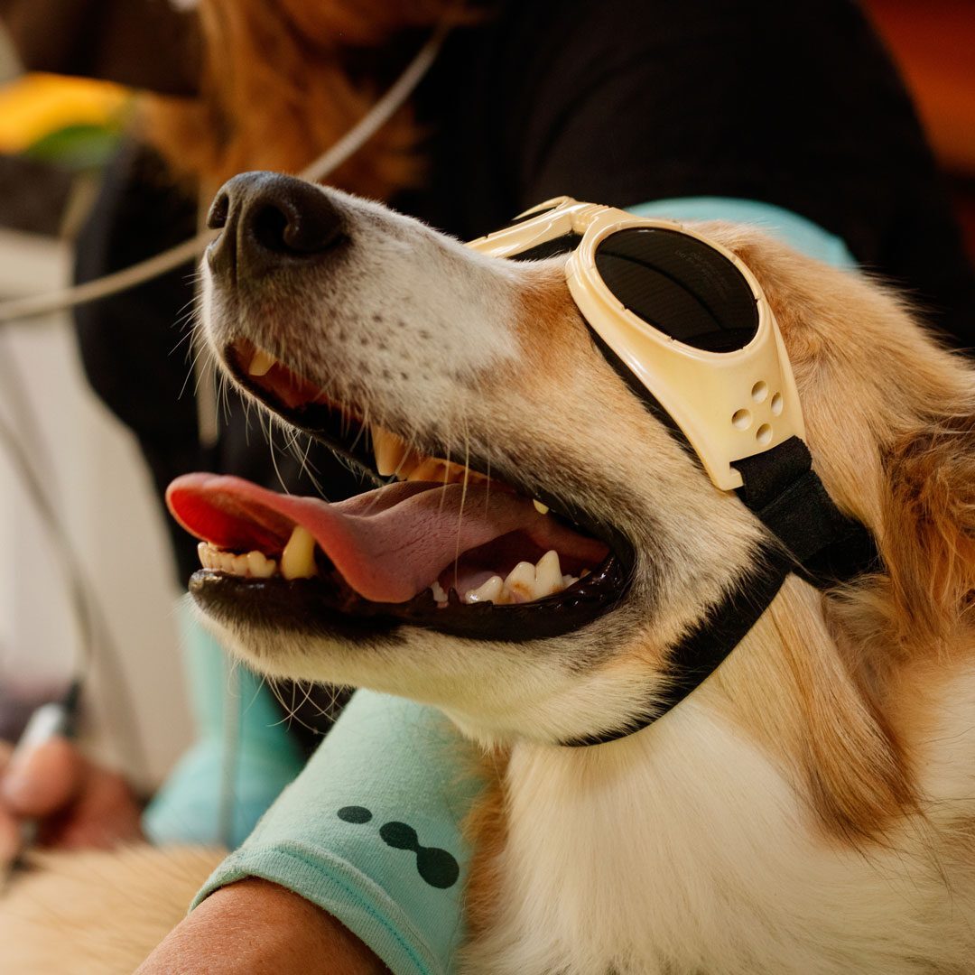 Dog Receiving Laser Therapy Treatment