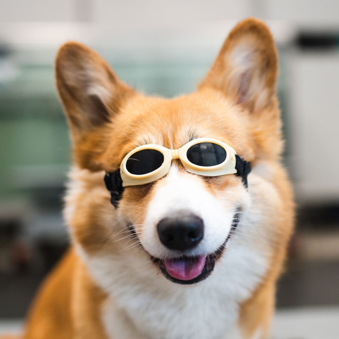 Corgi wearing goggles for laser therapy treatment