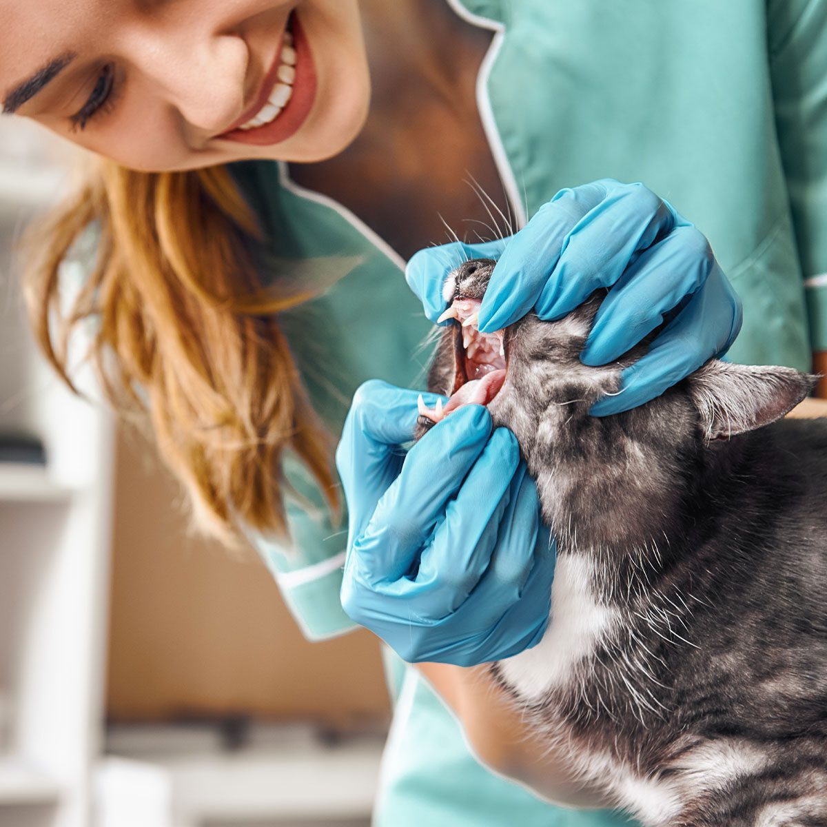 female veterinarian smiling while wearing blue gloves to examine cat's teeth