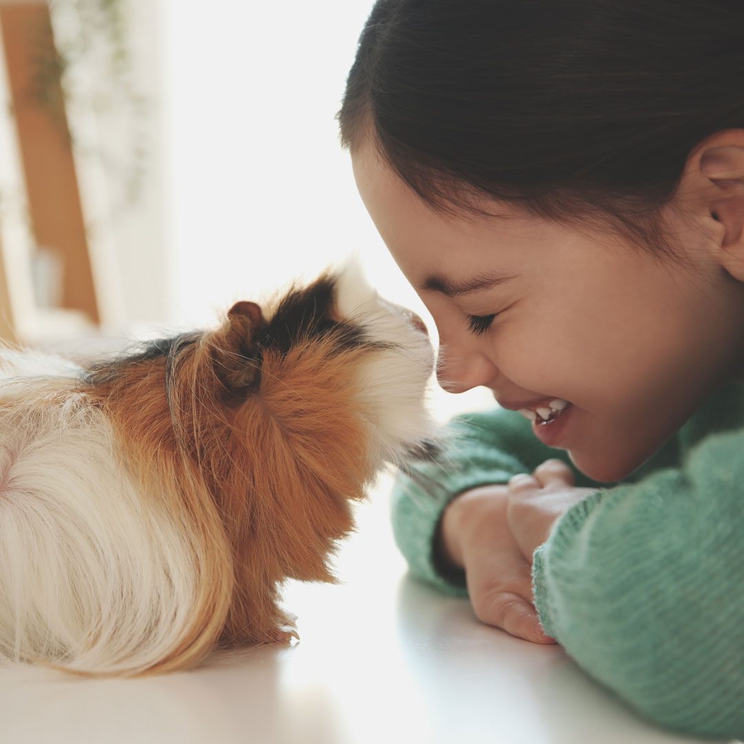 smiling young girl with pet Guinea Pig