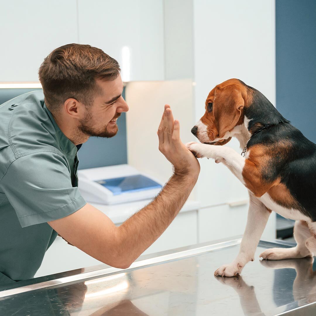 male veterinarian smiling while giving a beagle dog a high-five
