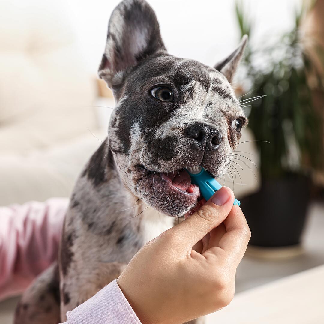 female owner brushing pug's teeth with toothbrush at home