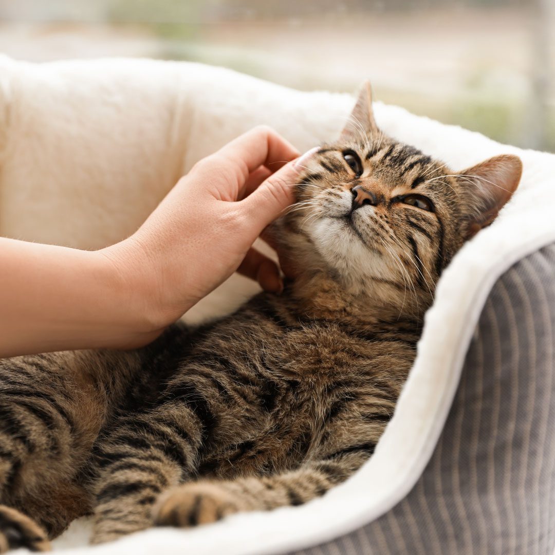 person petting brown tabby cat