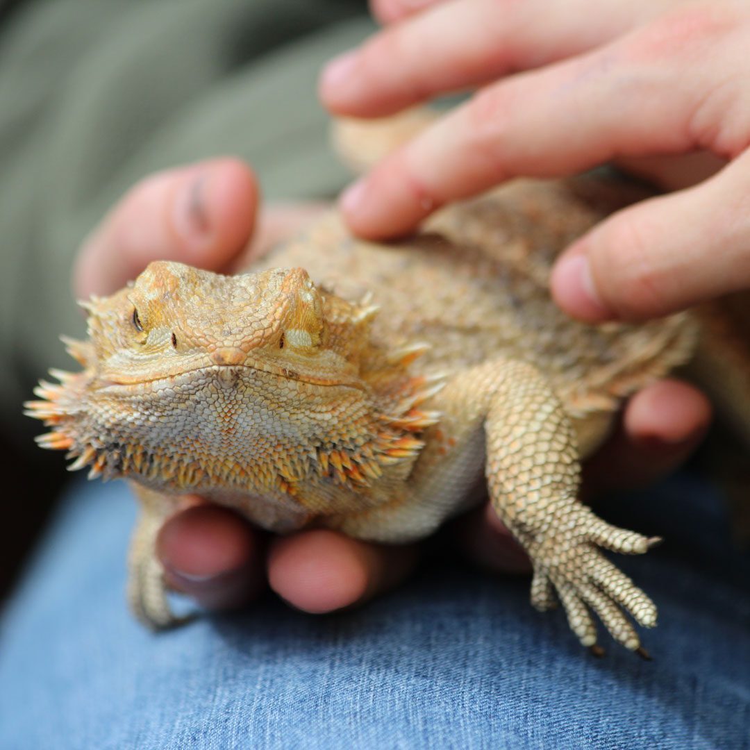 person holding and petting their pet lizard