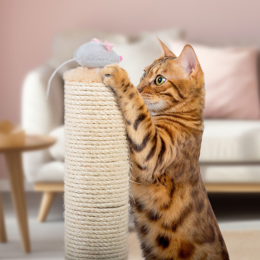 cute Bengal cat playing with mouse toy on scratching post