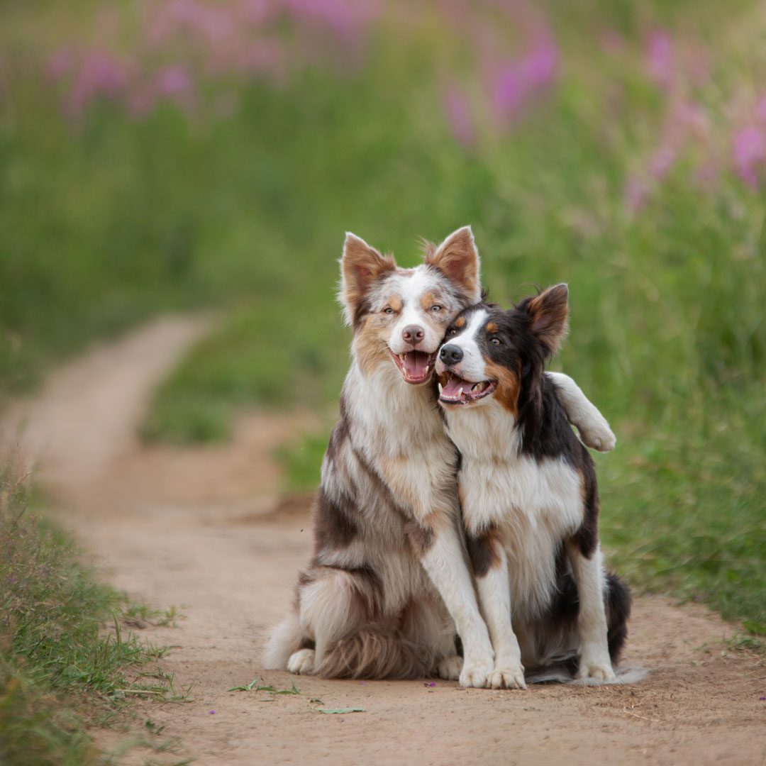 two Collie dogs together for a walk in field